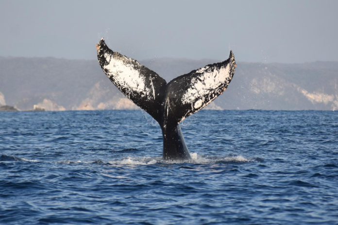 Ballena 2