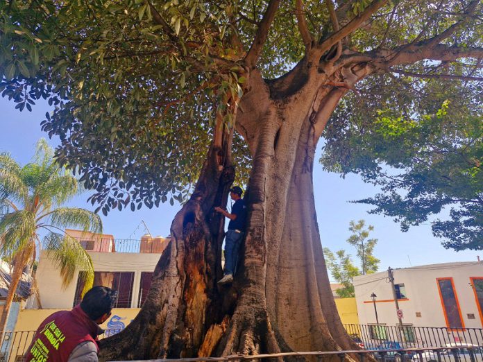 MA_Árbol Notable_4