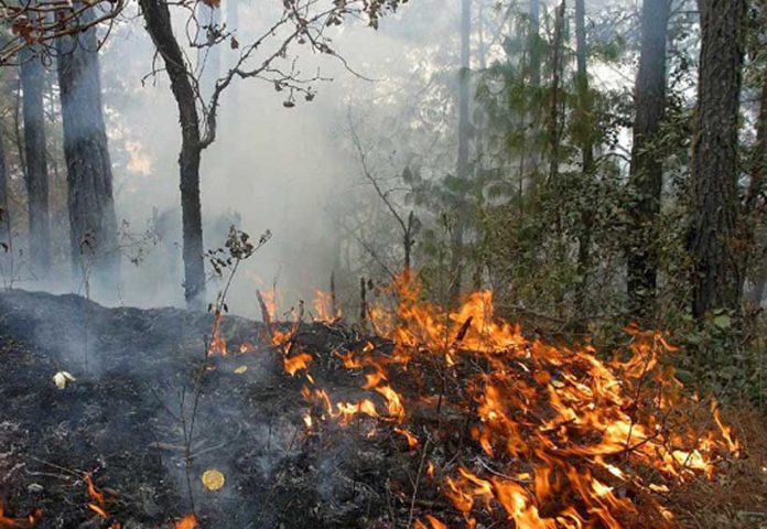 incendios-forestales-